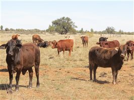84 EU Organic  Brangus X Brahman Heifers