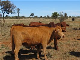 84 EU Organic  Brangus X Brahman Heifers