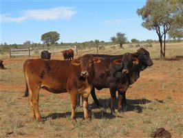 84 EU Organic  Brangus X Brahman Heifers