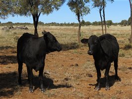 84 EU Organic  Brangus X Brahman Heifers