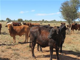 84 EU Organic  Brangus X Brahman Heifers