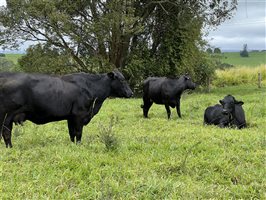 120  Angus X Droughtmaster Cows & Calves