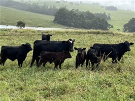 120  Angus X Droughtmaster Cows & Calves