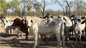 132  Brahman Cows