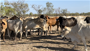 132  Brahman Cows