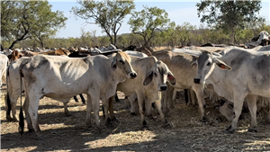 132  Brahman Cows