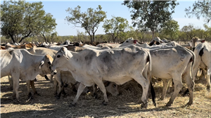 132  Brahman Cows