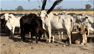 132  Brahman Cows