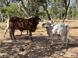 220  Brahman Cows & Calves