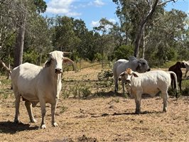 220  Brahman Cows & Calves