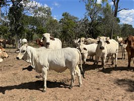 220  Brahman Cows & Calves