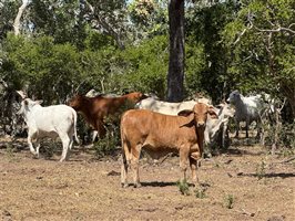 220  Brahman Cows & Calves