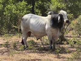 220  Brahman Cows & Calves