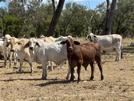 220  Brahman Cows & Calves