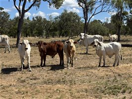 220  Brahman Cows & Calves