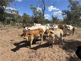 220  Brahman Cows & Calves