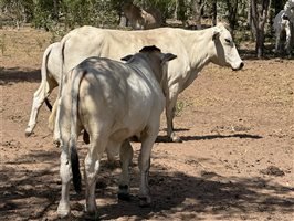 220  Brahman Cows & Calves