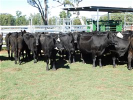 54  Angus X Other Cows 3-7 years