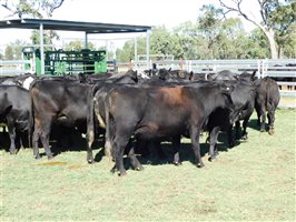 54  Angus X Other Cows 3-7 years