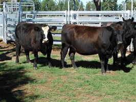 54  Angus X Other Cows 3-7 years
