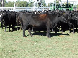54  Angus X Other Cows 3-7 years