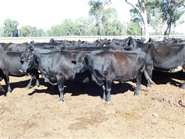54  Angus X Other Cows 7-10 years
