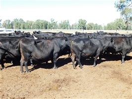 54  Angus X Other Cows 7-10 years
