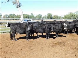 54  Angus X Other Cows 7-10 years
