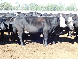54  Angus X Other Cows 7-10 years