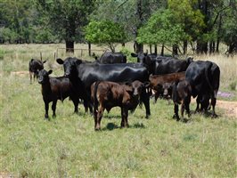 55  Angus X Composite
 Cows & Calves