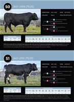 64  Speckle Park X Angus Bulls