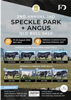 64  Speckle Park X Angus Bulls