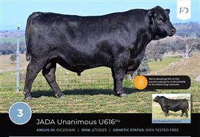 64  Speckle Park X Angus Bulls