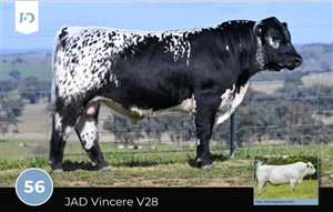 64  Speckle Park X Angus Bulls