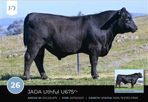 64  Speckle Park X Angus Bulls