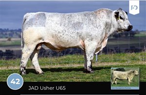 64  Speckle Park X Angus Bulls
