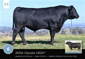 64  Speckle Park X Angus Bulls