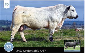 64  Speckle Park X Angus Bulls
