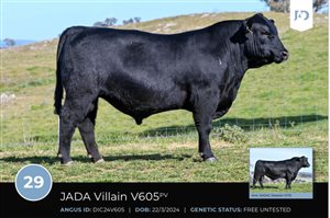 64  Speckle Park X Angus Bulls