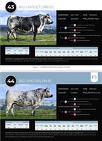 64  Speckle Park X Angus Bulls