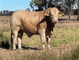 15  Charbray Bulls