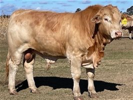 15  Charbray Bulls