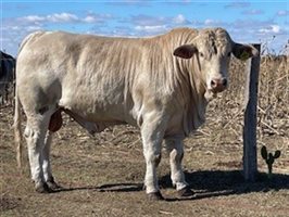 15  Charbray Bulls
