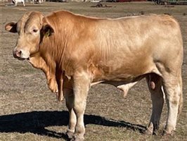 15  Charbray Bulls