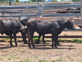   Wagyu Bulls