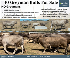 40 MSA  Greyman Bulls