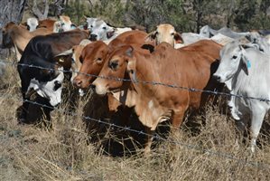 140  Brahman Other