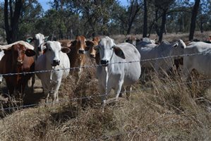 140  Brahman Other