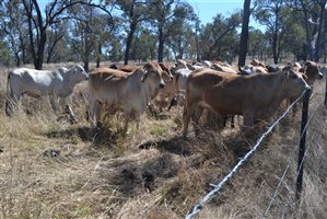 140  Brahman Other