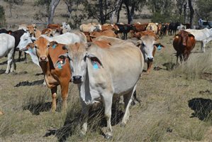 140  Brahman Other